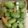ゆぅゆv's cooksnap of when they made 新野菜！？マイクロきゅうりのピクルス.