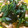Saka_Shin's cooksnap of when they made ほうれん草とわかめと干し椎茸のおひたし.