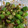 クック5CN0IN☆'s cooksnap of when they made レンジで簡単オクラのお浸し.