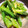 makoto3737's cooksnap of when they made 作り置き☆オクラ☆白だし和え.