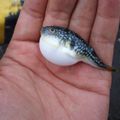 どらごんの客's cooksnap of when they made キンメ煮付け(男性、子供向け).