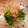 パッシーユ's cooksnap of when they made めんつゆで簡単♪　三つ葉のおひたし.