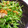 yukanosuke's cooksnap of when they made 超簡単☆豆苗とツナの和え物.