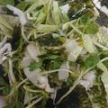 ぴむろん's cooksnap of when they made 豆苗とキャベツのサラダ.