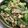 ＋SUN3's cooksnap of when they made 節分に！小松菜の大豆和え.