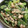 ＋SUN3's cooksnap of when they made 節分に！小松菜の大豆和え.