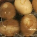 ひぃちゃんひー's cooksnap of when they made ♪味玉♪やきそばの粉末ソースで燻製風.