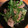 ジロウさん's cooksnap of when they made 居酒屋風☆砂ずりとピーマンのニンニク炒め.
