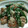 bluedive's cooksnap of when they made スナップえんどうとエビのマヨ炒め.