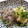 60totto's cooksnap of when they made ちりめんじゃこと小葱のおろし和え.