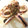 クック2B5DEZ☆'s cooksnap of when they made イカの醤油バター焼き.