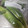 クックZVL9NR☆'s cooksnap of when they made これは便利✿とうもろこしの保存と食べ方✿.
