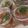Yokchina's cooksnap of when they made トマトのゼリー寄せ.