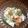 Nilmini's cooksnap of when they made ☺簡単♪すぐできるキャベツの時短浅漬け☺.