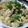 ちばたま's cooksnap of when they made 簡単めんつゆで親子丼.