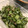 Amerixx's cooksnap of when they made みょうがときゅうりの酢の物.