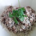 kapibaraだよ's cooksnap of when they made 【簡単ダイエット】もち麦きのこリゾット.