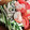 ♬あじさいのレシピ♬'s cooksnap of when they made ＊簡単＊もやしとトマトのサラダ＊.