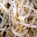 masaぴょん's cooksnap of when they made ゆかりもやし★サラダ、おつまみ、お弁当に.