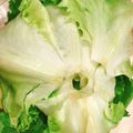 miwayon's cooksnap of when they made レタスの芯の抜き方＆鮮度を保つ保存法.