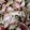 クック53M8Z7☆'s cooksnap of when they made ホタテブロッコリーのｶﾞﾘﾊﾞﾀ炒め.