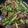 クックS13NCH☆'s cooksnap of when they made ♡じゃがいもを使って手軽に！青椒肉絲♡.