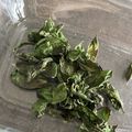 moi＊moi＊'s cooksnap of when they made レンジで簡単☆ドライバジルの作り方★.