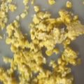 マリアマリママ's cooksnap of when they made 食べやすいとうもろこし☆.