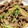 めぐりはは's cooksnap of when they made 豚肉ときのこのポン酢おろし炒め.
