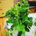 シトリン♪'s cooksnap of when they made 本格ガパオライス.