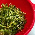 ※ぴーまん's cooksnap of when they made 豆苗ナムル・副菜や、彩に最適♬.