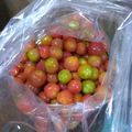 akycn's cooksnap of when they made 常備菜の一品にトマトピクルス.