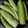 クックるん☆戦隊's cooksnap of when they made ずいきの下処理.