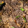 海老ふりゃ〜's cooksnap of when they made ♪牛肉とレンコンの甘辛炒め焼き♪.