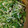 あゆたっくん's cooksnap of when they made しらすと豆苗のごま酢醤油和え.