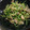 けーこぉ's cooksnap of when they made 豚肉とエリンギと豆苗のマヨポン炒め.
