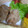 はなちゃん❁'s cooksnap of when they made クレイジーソルト唐揚げ★塩唐揚げ★お弁当.