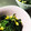 クックIT9OT1☆'s cooksnap of when they made ほうれん草とバタコ炒め.
