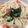 Rayryu123's cooksnap of when they made 大葉トマトツナの冷製パスタ.