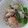 akoreana's cooksnap of when they made 鶏胸肉と小松菜としめじの中華炒め.
