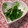 volvol's cooksnap of when they made ちょっと一品♪生ニラと塩昆布の簡単和え物.