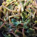りちとまぴょ's cooksnap of when they made ひょうのおひたし.