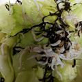 ケー♪'s cooksnap of when they made 【農家のレシピ】レタスとしらすのサラダ.