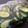 クック5O7T9H☆'s cooksnap of when they made ほんだしで簡単！きゅうりの浅漬け（ごま）.