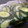 クック5O7T9H☆'s cooksnap of when they made ほんだしで簡単！きゅうりの浅漬け（ごま）.