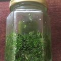 andy7034's cooksnap of when they made イランの塩ミントペースト❀ダロール.