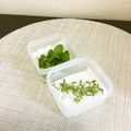 ☆こまっと☆'s cooksnap of when they made ハーブが元気に長持ちする方法.