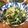 低カロ探検隊's cooksnap of when they made おかひじきの給食サラダ.