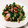 nana_tenjo's cooksnap of when they made チンゲン菜としめじの旨蒸し煮.