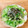 mikko6's cooksnap of when they made レタスとしらすの和風サラダ.